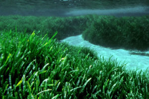 “Festival Save Posidonia”: la voz de un proyecto medioambiental